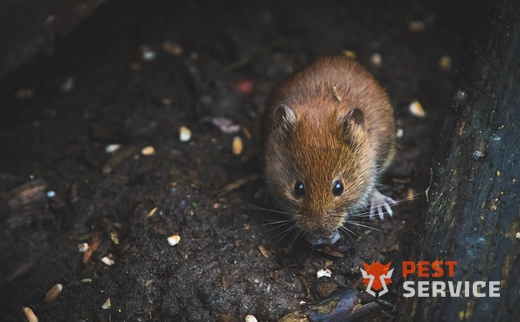Дератизация в Воронеже